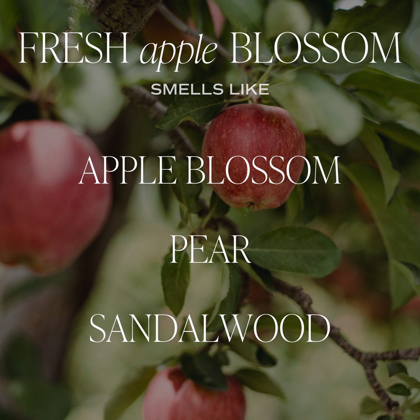 Fresh Apple Blossom 9 oz Soy Candle - Home Decor & Gifts